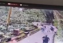 Queda de árvore gigante mata turistas em Bali Queda de árvore gigante mata turistas em Bali