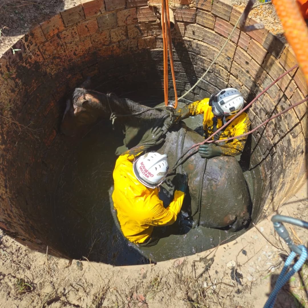 Bombeiros realizam resgate impressionante de cavalo em fossa na Bahia