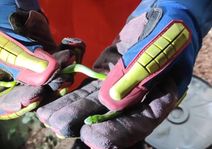 Bombeiros resgatam serpente em residência de Itaberaba