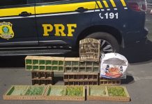 PRF resgata 135 aves silvestres transportadas ilegalmente em Itabuna PRF resgata mais de 130 aves silvestres transportadas ilegalmente na BR 101