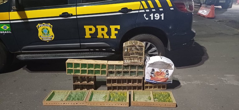 PRF resgata mais de 130 aves silvestres transportadas ilegalmente na BR 101