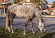 Prefeitura decreta que animais abandonados sejam abatidos