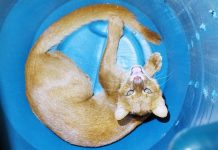 Bombeiros resgatam jaguarundi em quintal de igreja em Itaberaba Bombeiros resgatam jaguarundi em quintal de igreja em Itaberaba