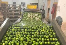 Empresa oferece curso gratuito de embaladora de limão em Itaberaba Empresa oferece curso gratuito de embaladora de limão em Itaberaba