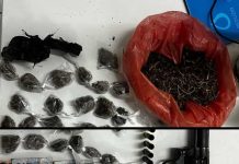 CIPE Chapada apreende arma de fogo e drogas em Amargosa CIPE Chapada apreende arma de fogo e drogas em Amargosa