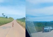 Homem sem roupa corre entre veículos e causa pânico a motoristas em rodovia Homem nu causa pânico e paralisa trânsito na MT-344 entre Dom Aquino e Rondonópolis