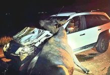 Motorista sofre acidente com búfalo na BR-472 e é preso por dívida de pensão alimentícia