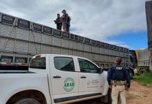 PRF identifica transporte irregular de animais na BR-242