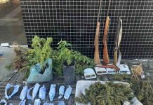RONDESP Chapada apreende armas, drogas e 120 pés de maconha em Mucugê RONDESP Chapada apreende armas, drogas e 120 pés de maconha em Mucugê