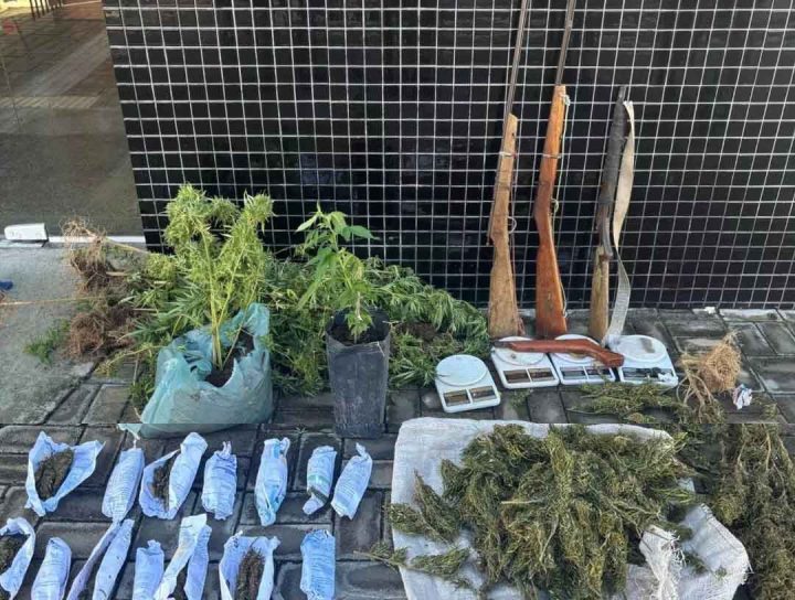 RONDESP Chapada apreende armas, drogas e 120 pés de maconha em Mucugê