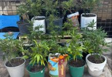 RONDESP Chapada Apreende Drogas em Zona Rural de Mucugê