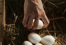 Homem é internado às pressas após introduzir 15 ovos no reto