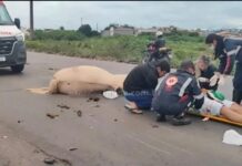 Motociclista fica ferido após colisão com cavalo solto em avenida
