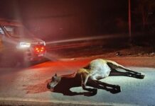 Casal fica ferido após colidir moto com cavalo na BR-430