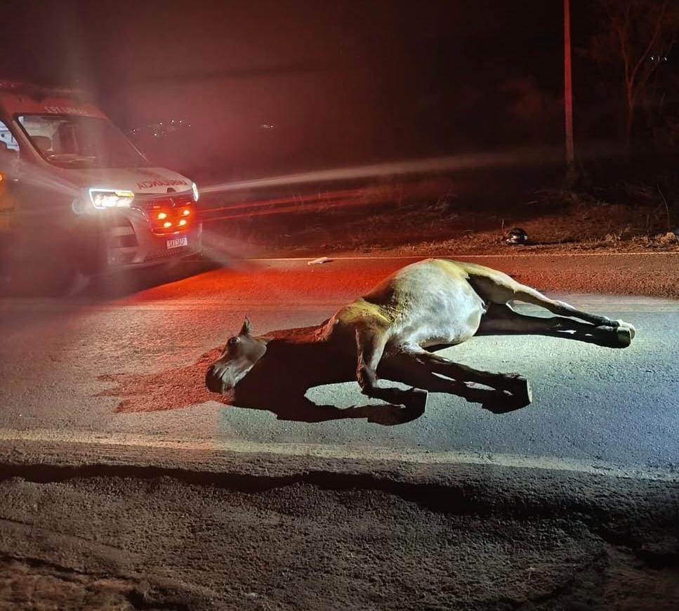 Casal fica ferido após colidir moto com cavalo na BR-430 Casal fica ferido após colidir moto com cavalo na BR-430