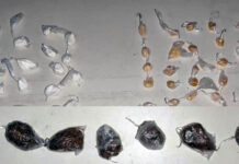 CIPE Chapada prende homem por tráfico de drogas na zona rural de Itaetê