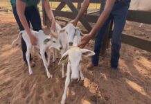 Vaca nelore dá à luz quatro bezerros de uma só vez Vaca nelore dá à luz quatro bezerros de uma só vez