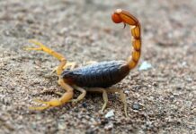 Agosto e Setembro é o período de reprodução dos escorpiões: Saiba como se proteger Picada de escorpião em Itaberaba