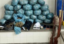 Rondesp apreende grande quantidade de maconha durante operação em Ipirá ONDESP apreende drogas, armas e celulares durante ação policial em Ipirá