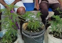 Idosos são conduzidos à delegacia por plantarem pés de maconha