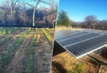 Plantação de maconha com sistema de energia solar é destruída pela polícia na Bahia Plantação de maconha com sistema de energia solar é destruída pela polícia na Bahia