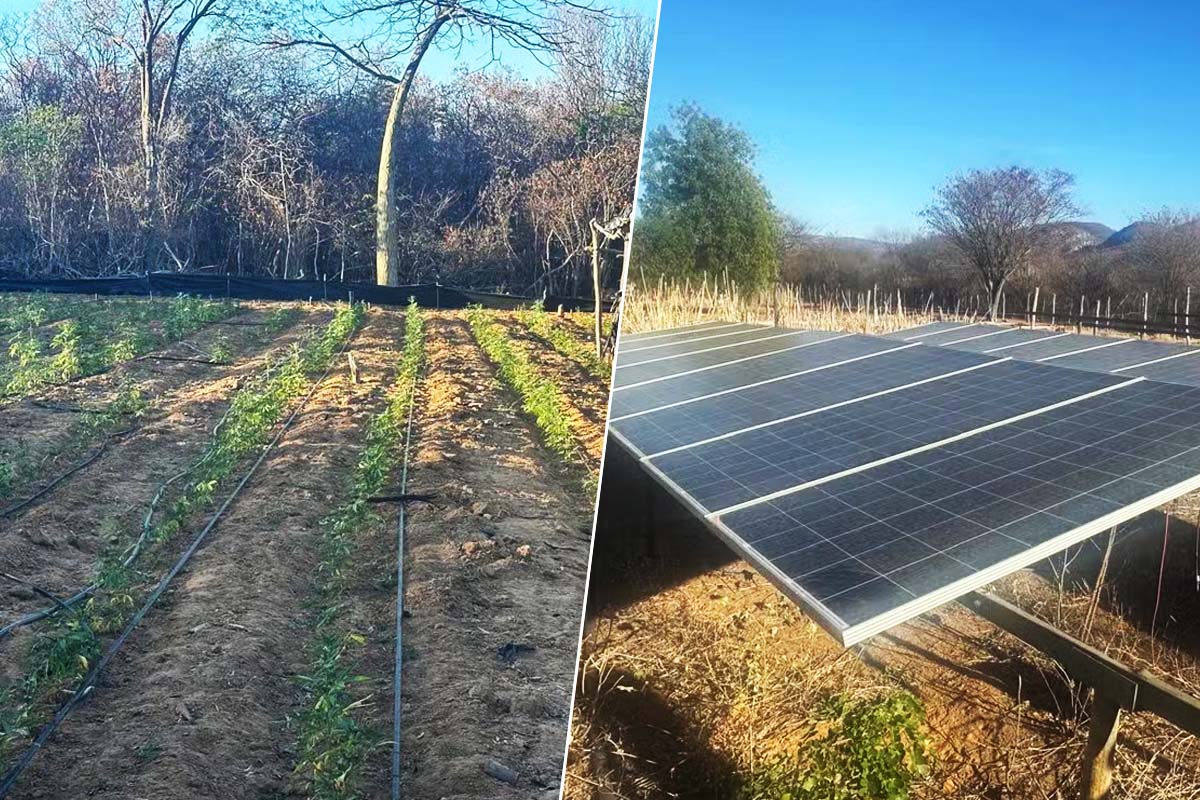 Plantação de maconha com sistema de energia solar é destruída pela polícia na Bahia