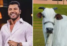 Murilo Huff compra vaca por R$ 17 milhões um mês após conquistar guarda de filho herdeiro