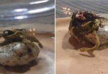 Fungo alienígena em meteorito do Panamá? Vídeo viral assusta a internet enquanto cientistas confirmam material de fora do Sistema Solar