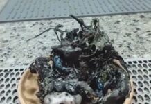 “Fungo do Meteorito do Panamá” intriga internautas e levanta debate sobre fenômeno bizarro