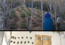 Polícia erradica plantio de maconha em Seabra Polícia erradica plantio de maconha em Seabra, na Chapada Diamantina