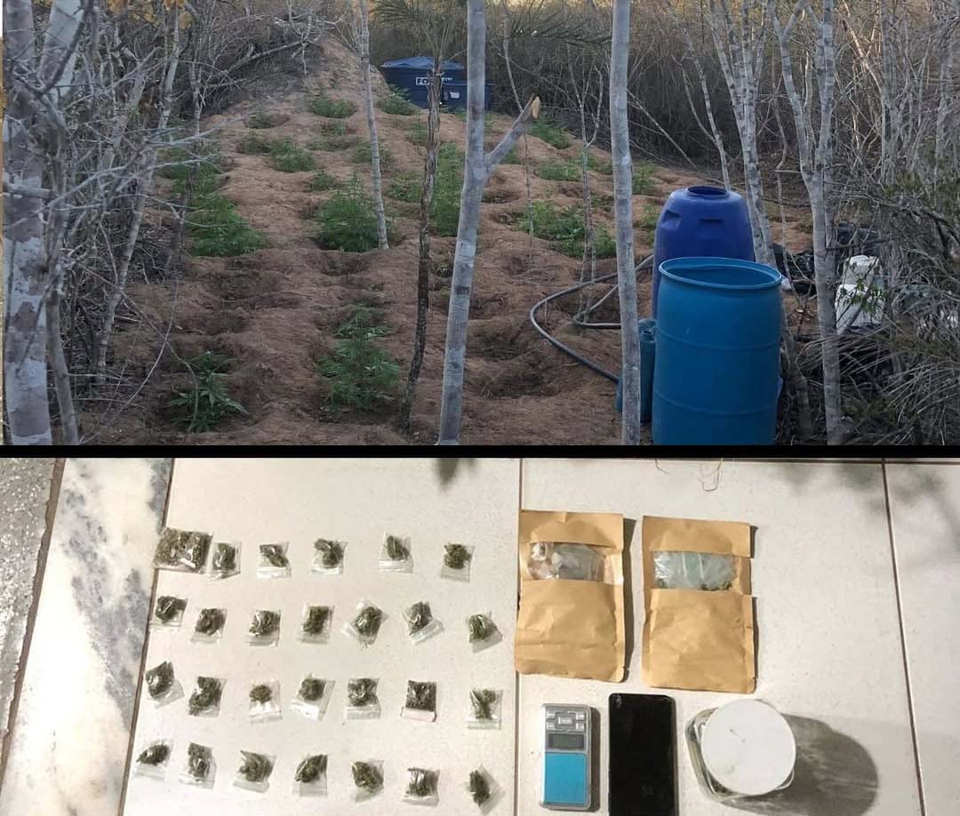 Polícia erradica plantio de maconha em Seabra, na Chapada Diamantina