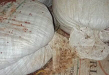 Fábricas de temperos são interditadas na Bahia após fiscais encontrarem fezes de ratos