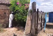 Três pessoas e um animal ficam feridos após ataque de abelhas em zona rural na Bahia Três pessoas e um animal ficam feridos após ataque de abelhas em zona rural na Bahia