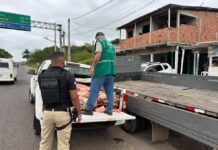 Dois homens são presos por abate clandestino e venda de carne imprópria Dois homens são presos por abate clandestino e venda de carne imprópria