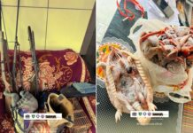 CIPPA Lençóis flagra caça ilegal e apreende armas, animais abatidos e aves silvestres em Ibicoara