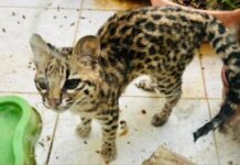 CIPPA Lençóis resgata animais silvestres em Irecê e Itaguaçu da Bahia; felinos e marsupiais serão avaliados pelo Inema