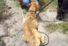 Mulher é presa suspeita de maus-tratos a cachorro em Feira de Santana Mulher é presa suspeita de maus-tratos a cachorro em Feira de Santana