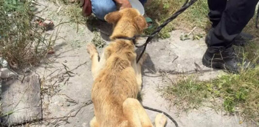 Mulher é presa suspeita de maus-tratos a cachorro em Feira de Santana Mulher é presa suspeita de maus-tratos a cachorro em Feira de Santana