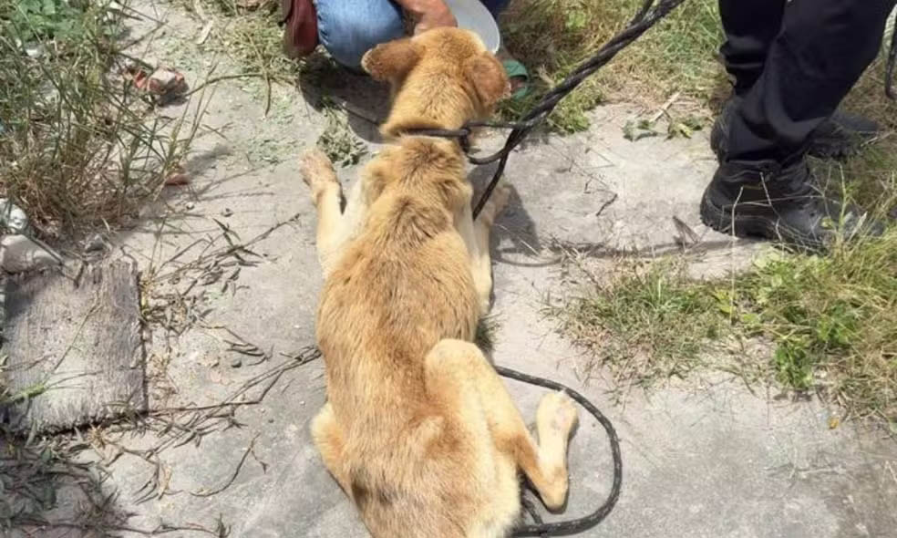 Mulher é presa suspeita de maus-tratos a cachorro em Feira de Santana