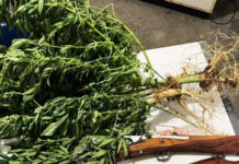 Policia apreende maconha e espingardas durante operação em Wagner Policia apreende maconha e espingardas durante operação em Wagner