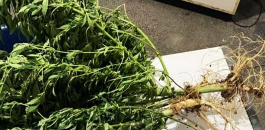 Policia apreende maconha e espingardas durante operação em Wagner Policia apreende maconha e espingardas durante operação em Wagner