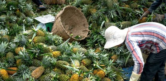 Sindicato Rural de Itaberaba abre inscrições para curso gratuito de Segurança no Campo Sindicato Rural de Itaberaba abre inscrições para curso gratuito de Segurança no Campo