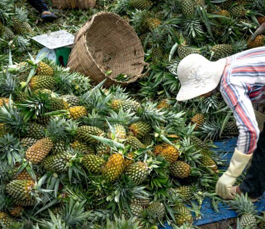 Sindicato Rural de Itaberaba abre inscrições para curso gratuito de Segurança no Campo Sindicato Rural de Itaberaba abre inscrições para curso gratuito de Segurança no Campo