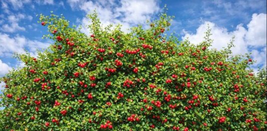 Acerola grátis no coração de Itaberaba chama atenção de quem caminha pela Avenida Ruy Barbosa Acerola grátis no coração de Itaberaba chama atenção de quem caminha pela Avenida Ruy Barbosa