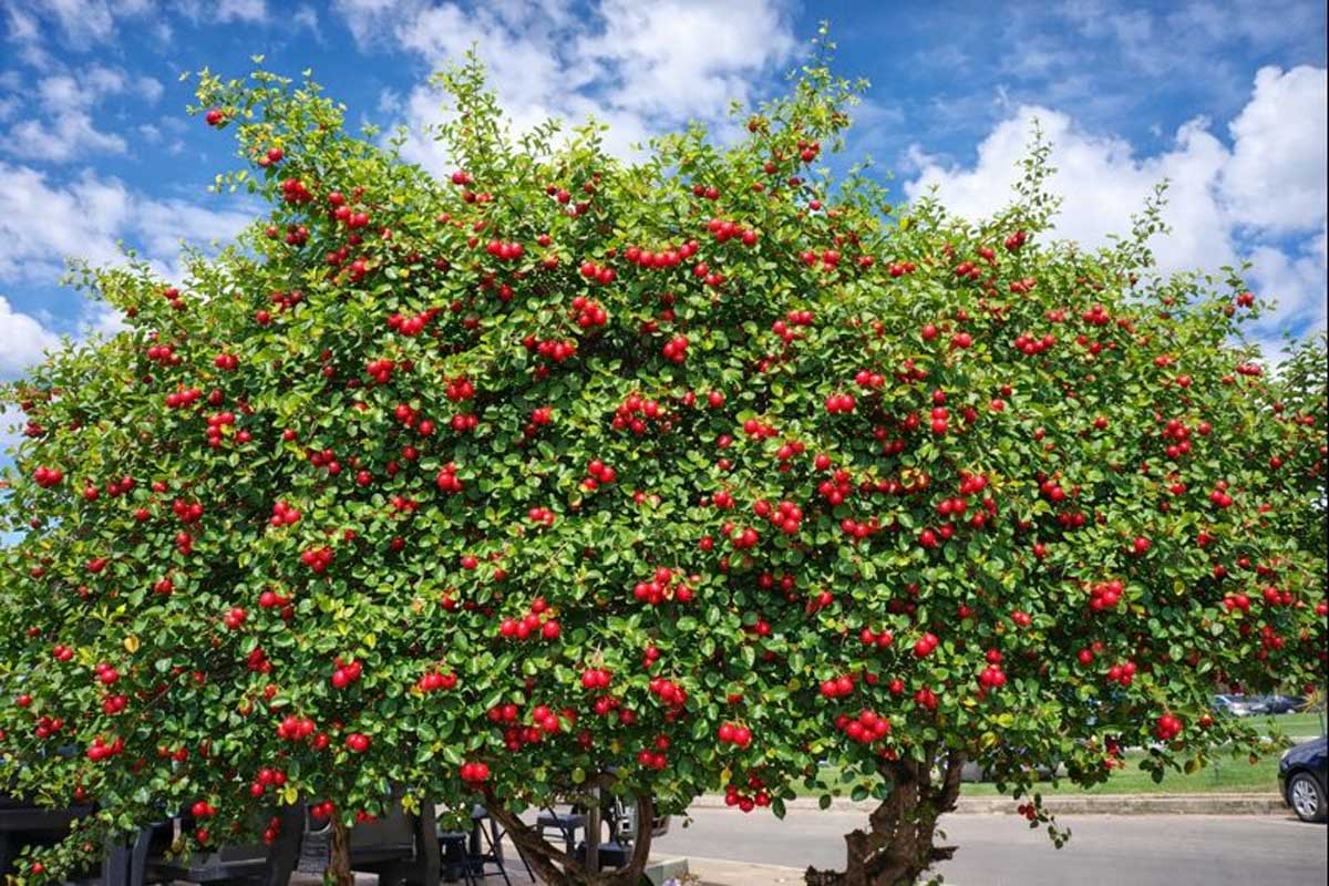 Acerola grátis no coração de Itaberaba chama atenção de quem caminha pela Avenida Ruy Barbosa