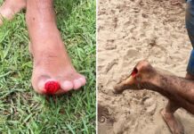 Banhistas relatam ataques de piranhas no Rio Paraguaçu Banhistas relatam ataques de piranhas no Rio Paraguaçu