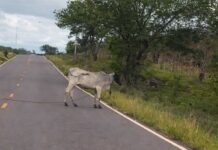 Gado solto na BA-046 entre Itaberaba e Iaçu coloca motoristas em risco Gado solto na BA-046 entre Itaberaba e Iaçu coloca motoristas em risco