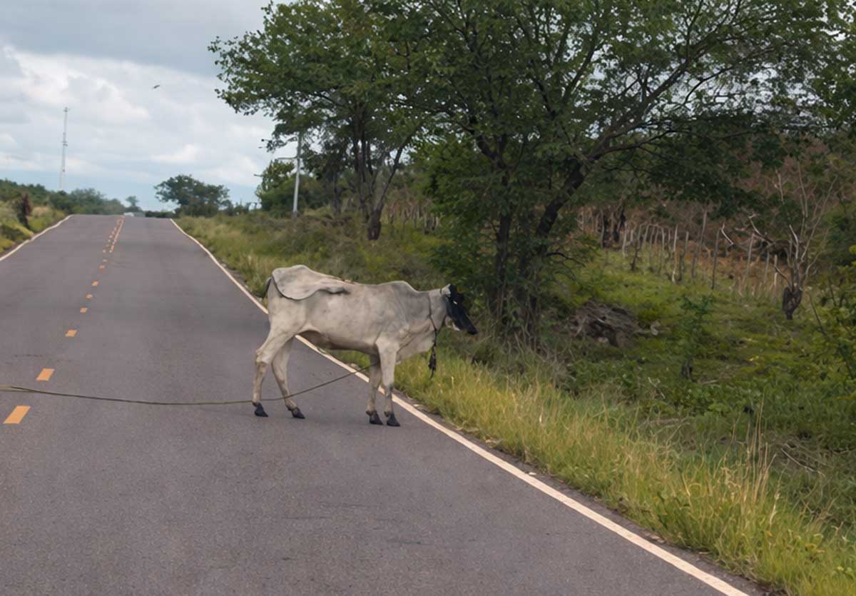 Gado solto na BA-046 entre Itaberaba e Iaçu coloca motoristas em risco