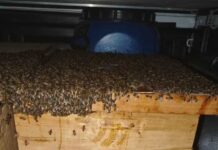 Quinze pessoas ficam feridas após ataque de abelhas Quinze pessoas ficam feridas após ataque de abelhas