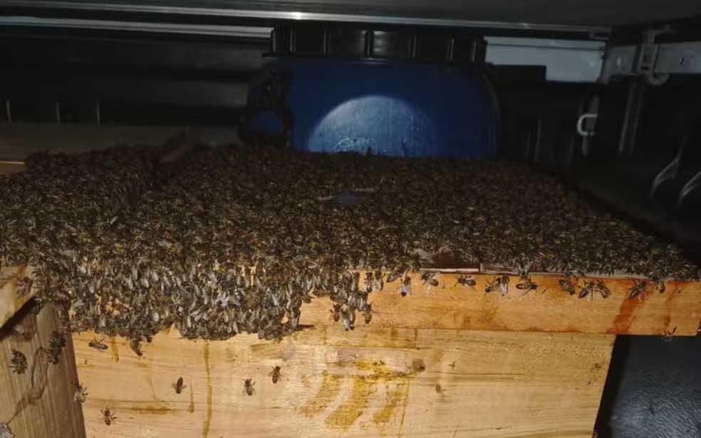 Quinze pessoas ficam feridas após ataque de abelhas